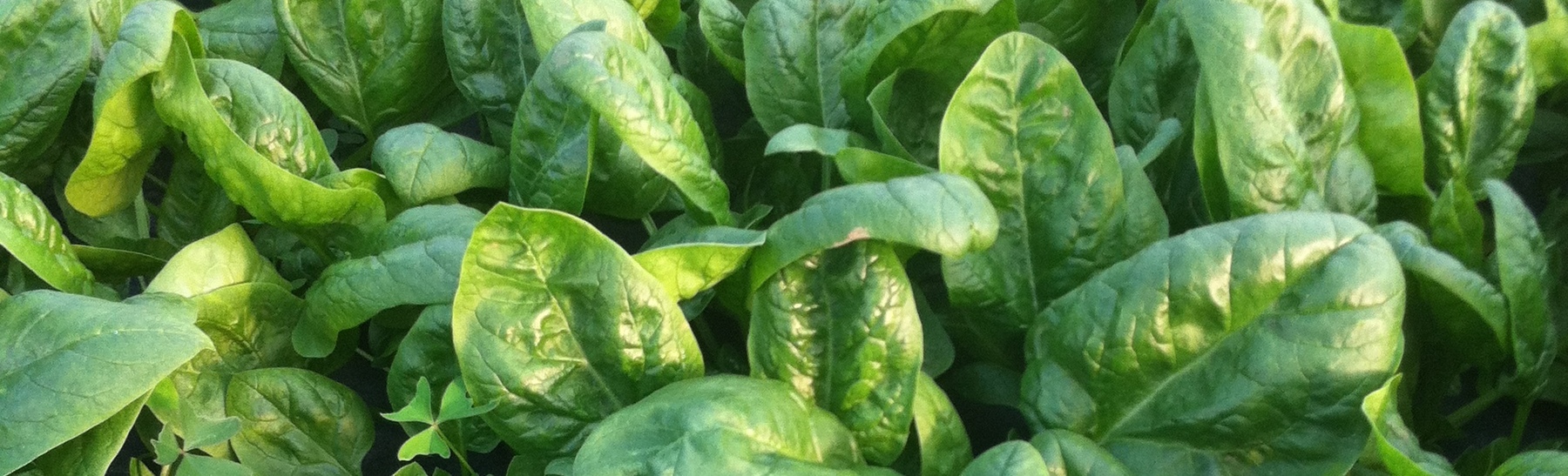 Agricultura Verde,S.A.
