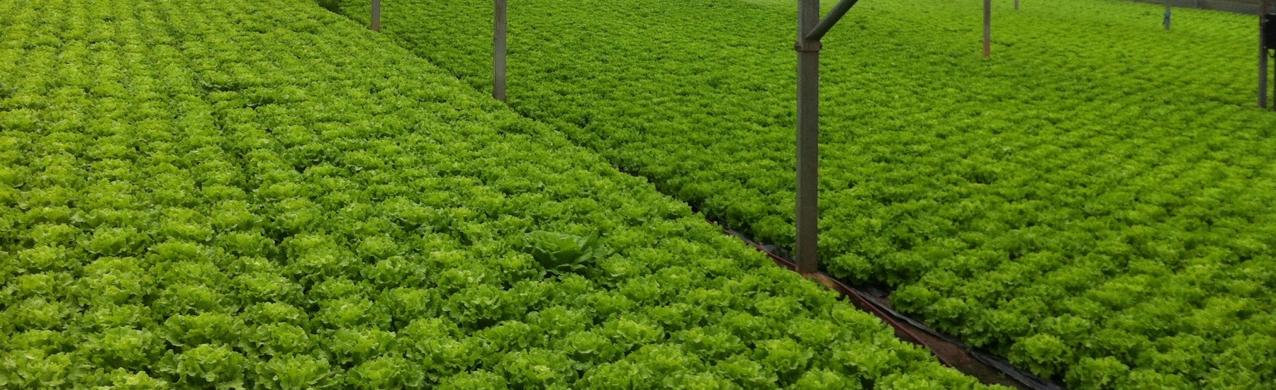 Agricultura Verde,S.A.