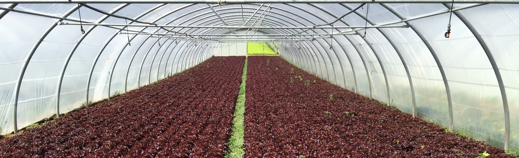 Agricultura Verde,S.A.