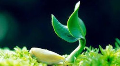 Enraizantes y Bioestimulantes