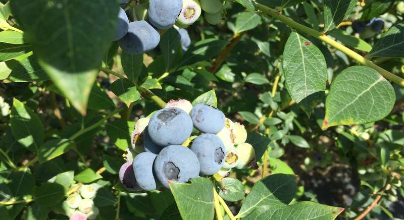 Pequeños frutos